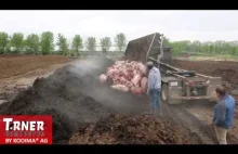 Kompostowanie 107 martwych świń