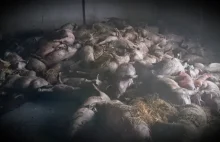 Nagle stracił 300 świń. Długi niszczą rolnika