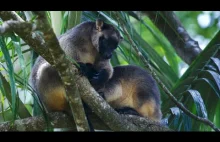 Kangury drzewne - przesympatyczne torbacze, które wkrótce mogą zniknąć