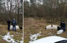 Tragedia na Mazowszu: Byk zabił właściciela