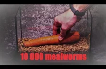10 000 sztuk mącznika młynarka, 4 dni i marchewka zjedzona