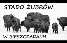 Stado żubrów w Bieszczadach.