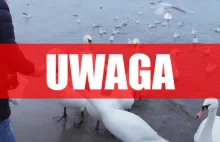 UWAGA: Apelujemy o niezbliżanie się do ptaków - Sopot w strefie zagrożenia...