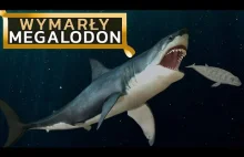 MEGALODON - rekin gigant, mioceński postrach oceanów!