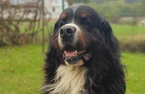 Berni, wróć! Siódmy dzień poszukiwań zaginionego psa w okolicach Rzeszowa....