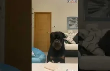 cierpliwosc rottweilera