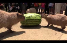 Kapibara VS wielki arbuz
