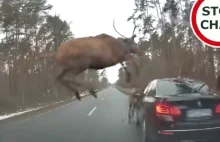 Stado jeleni wyskoczyło na auto