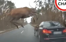 Stado jeleni na drodze. Jeden nie zdążył przeskoczyć nad bmw [VIDEO]