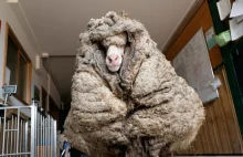Owca-uciekinierka obrosła 35 kg wełny