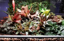 Dom dla roślin tropikalnych czyli czym jest wiwarium