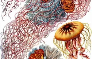 Ernst Haeckel: Anna w meduzę przemieniona (1864 r.)