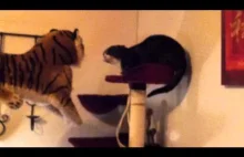 Kot bardzo nie lubi tygrysa