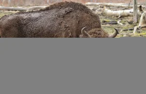 Aktywiści zaszkodzili żubrom. Będzie odstrzał. Z cyklu lewica wstępuje na grabie