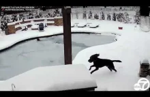 Kobieta rzuca się na ratunek psu który znalazł się pod lodem.