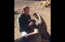 Duży kondor regularnie odwiedza człowieka, który uratował mu życie jako dziecko