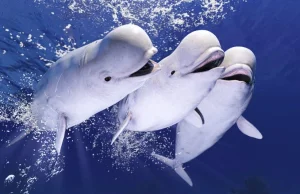 Wieloryby i delfiny są genetycznie odporne na nowotwory