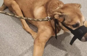 16-latek zrzucał psa ze schodów. Katował go od miesięcy, rodzice nie reagowali