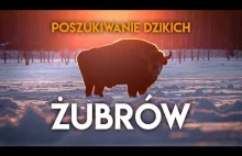 Polskie Żubry. Poszukiwania ogromnego stada dzikich żubrów na Podlasiu