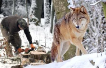 Wilki zaatakowały drwali! Odganiali je ryczącymi piłami (VIDEO