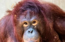 Zoo w San Diego szczepi małpy przeciwko koronawirusowi