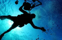 Osa morska zabiła nastolatka. Najgroźniejsza meduza na świecie