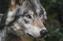 Szef PZŁ chce ograniczenia populacji wilków przez kontrolowany odstrzał