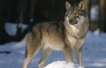 Myśliwi uważają, że wilków jest za dużo i chcą je zabijać