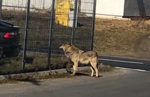 Dlaczego wilki z okolic Swarzędza (pow. poznański) podchodzą pod domy?