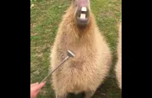 Drapanie kapibary