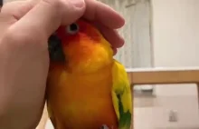 Papuga kontra ręka