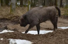 W Puszczy Rominckiej zamieszkały pierwsze żubry