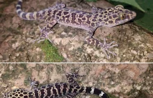 Nowy gatunek jaszczurki z rodziny gekonowatych - Cyrtodactylus zhenkangensis