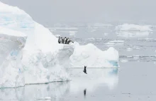 Survival na Antarktydzie, czyli niezwykłe życie pingwinów cesarskich