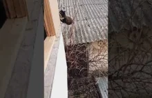 Akrobatyczna technika powrotu kota do domu