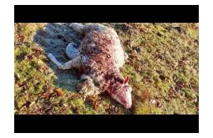 Wilki zagryzły owce w Żelisławiu. Wdarły się do stajni. Uwaga drastyczne...