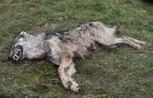 Znaleziono zastrzelonego wilka