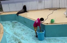 Czyszczenie basenu dla uchatek w zoo