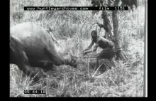 Wspólne polowanie białych i murzynów na słonie. Film z 1930