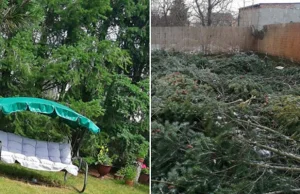 Pani Ewa wyjechała, a sąsiad wszedł z piłą na jej działkę. Oto skutki [VIDEO]