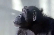 Zmarła szympansica Kasia. Lubiła oglądać filmy przyrodnicze