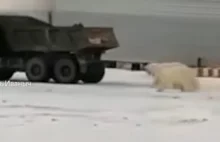 Grupa niedźwiedzi polarnych próbowała zatrzymać ciężarówkę w Jakucji