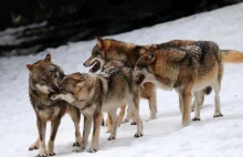 Dr Mysłajek: podchodźmy ostrożnie do rewelacji o atakach wilków na ludzi