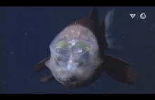 Top 10 niesamowitych zwierząt głębinowych.
