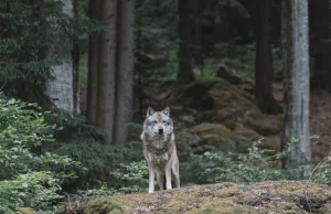 PAN: Ochrona wilka jest obowiązkiem