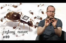 Czytamy naturę #89 | Kwarantanna mrówek - Złota grawitacja - Przestań gadać!