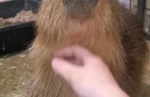 Głaskanie kapibary