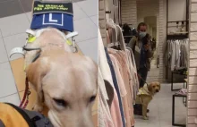 Z psem przewodnikiem do H&M nie wejdziesz