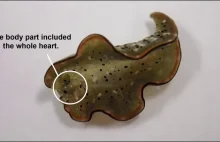 Ślimak morski samoczynnie dekapituje, a następnie regeneruje swoje ciało