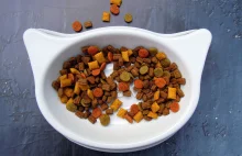 Sucha karma dla kota - czym najlepiej karmić domowego mruczka?